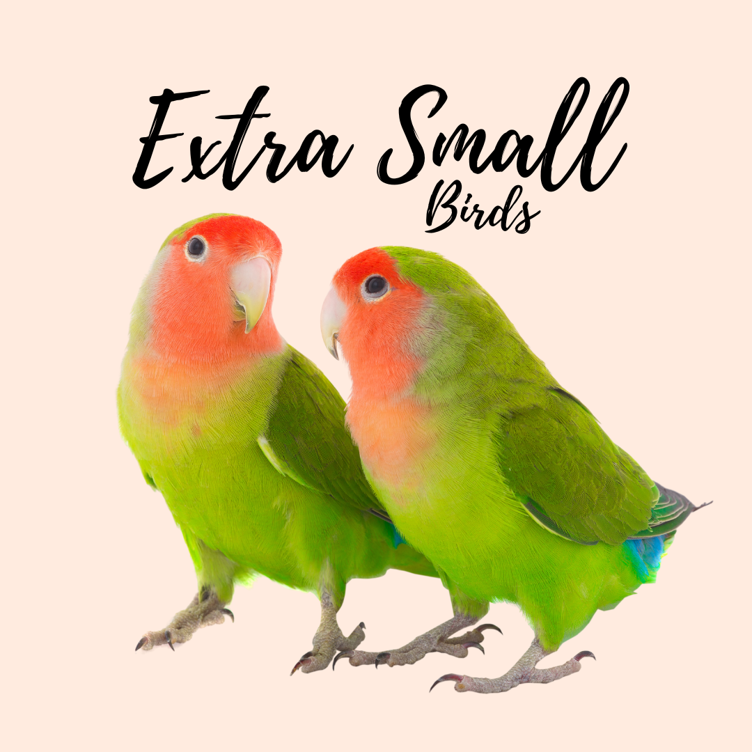 Extra Small Birds