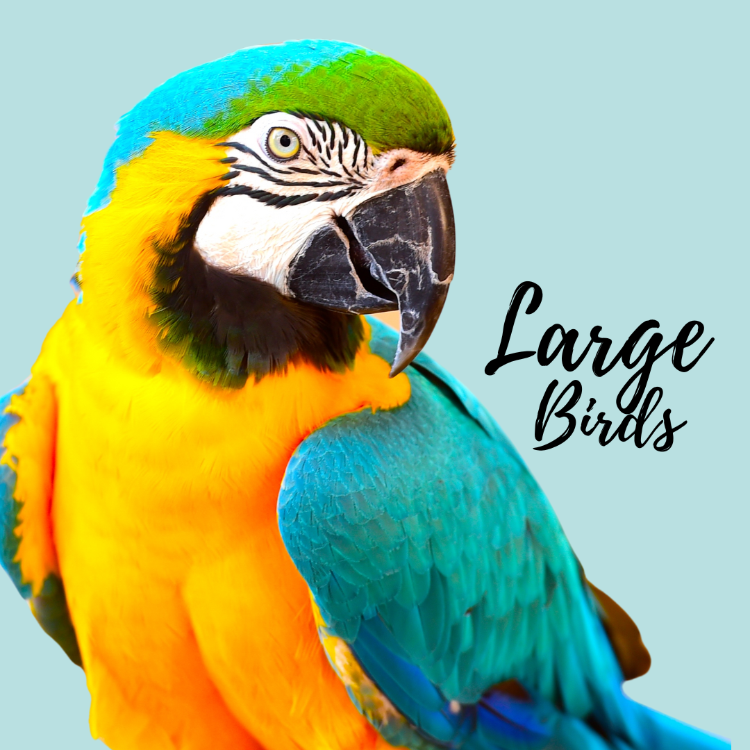Large Birds