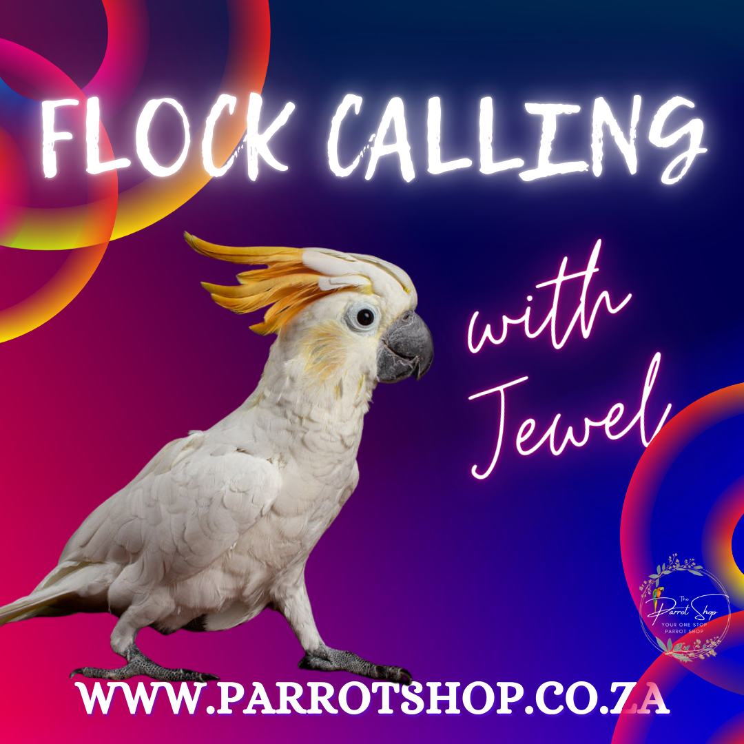Flock Calling with Jewel