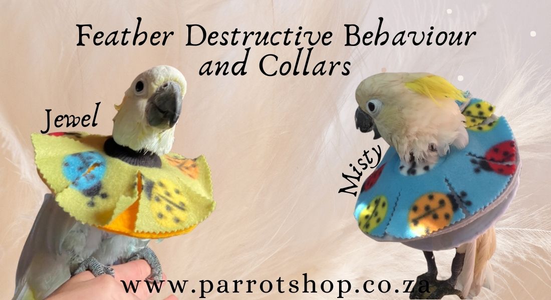 Parrot Plucking: Understanding and Managing Feather Plucking