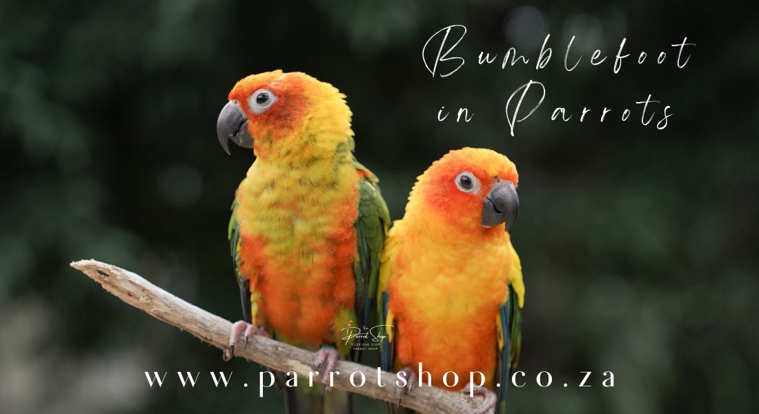 Bumblefoot in Parrots: A Comprehensive Overview of Causes, Symptoms, and Management