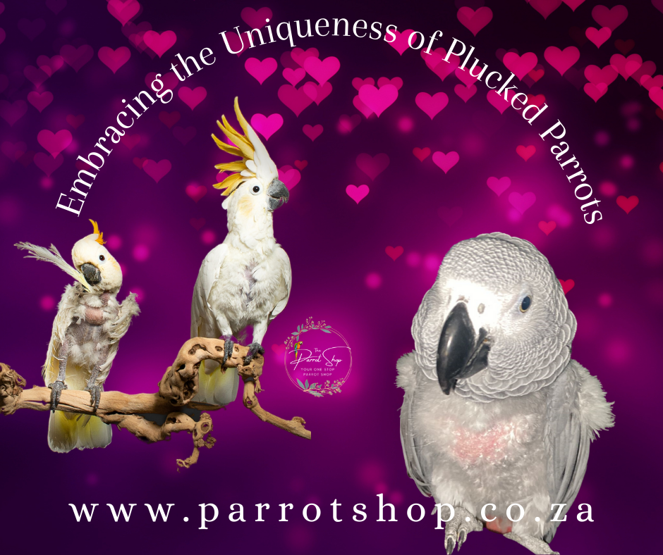 Embracing the Uniqueness of Plucked Parrots with Extra Love